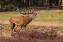 17 Hoge Veluwe, edelhert